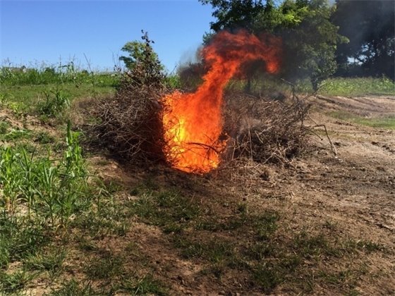 Burning brush